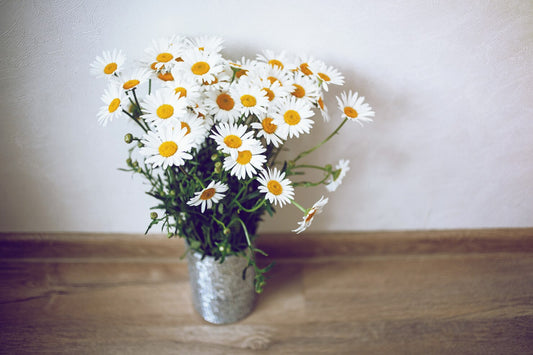 daisy flower meaning