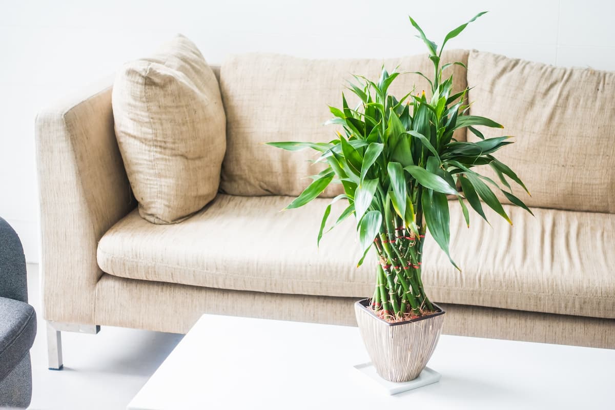 feng shui plants for wealth