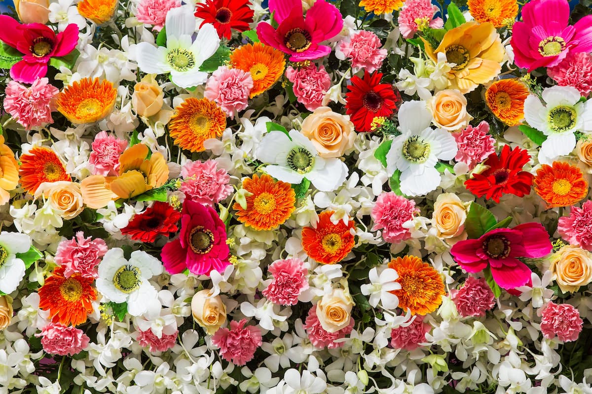 flower of valentine day