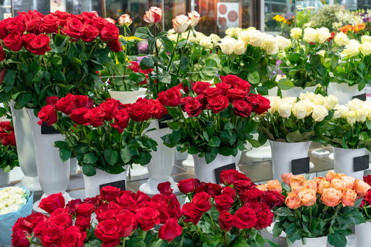 rose color meanings