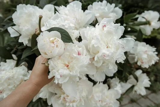 white flowers meaning