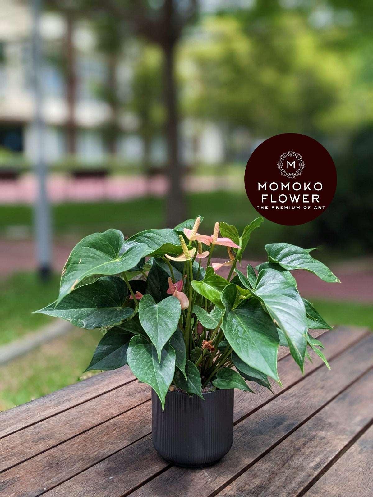 Momoko Anthurium Perfection Plant - Momoko Flower