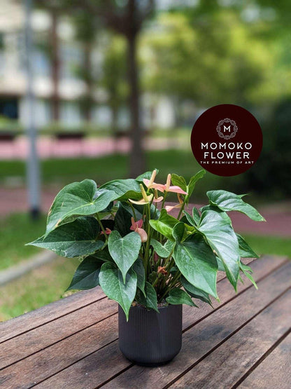 Momoko Anthurium Perfection Plant - Momoko Flower