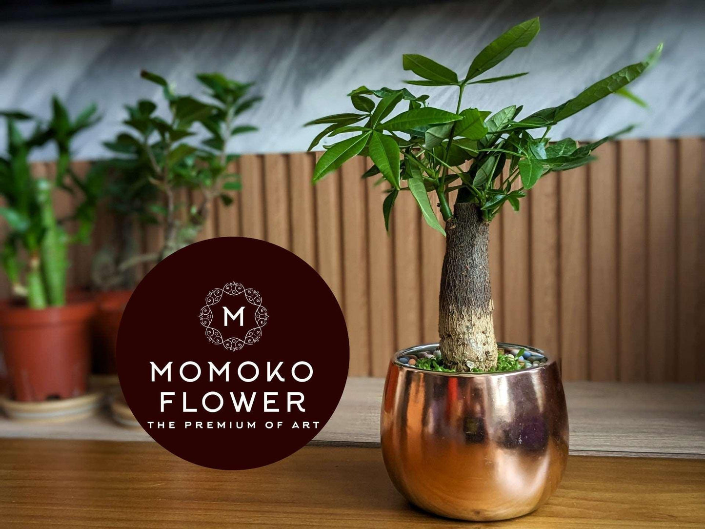 Momoko Double Luck and Prosperity CNY Plant - Momoko Flower