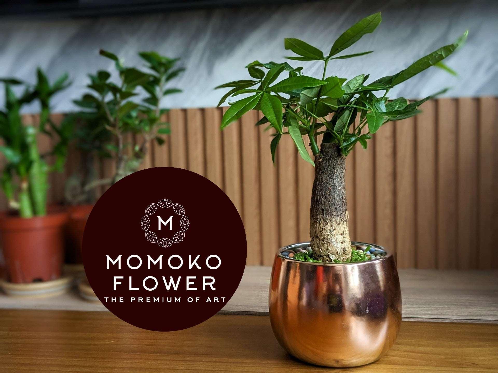 Momoko Double Luck and Prosperity CNY Plant - Momoko Flower