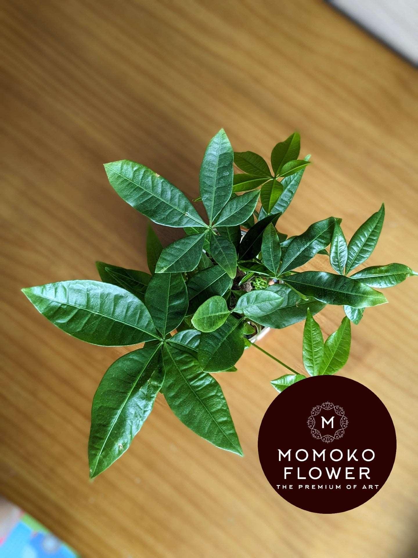 Momoko Double Luck and Prosperity CNY Plant - Momoko Flower