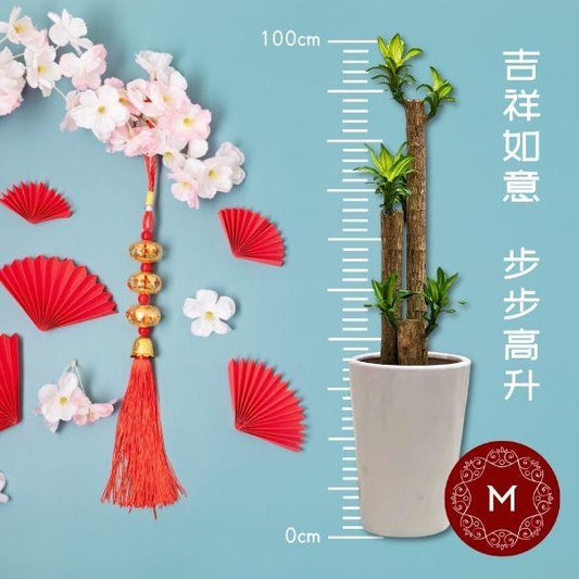 Momoko Dracena CNY Plant Arrangement - Momoko Flower