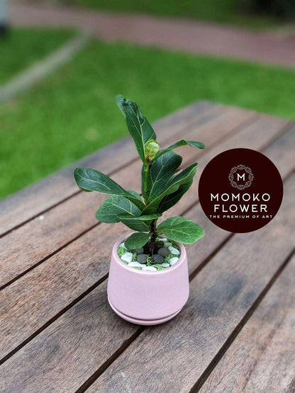 Momoko Foliage Delights Plant Arrangement