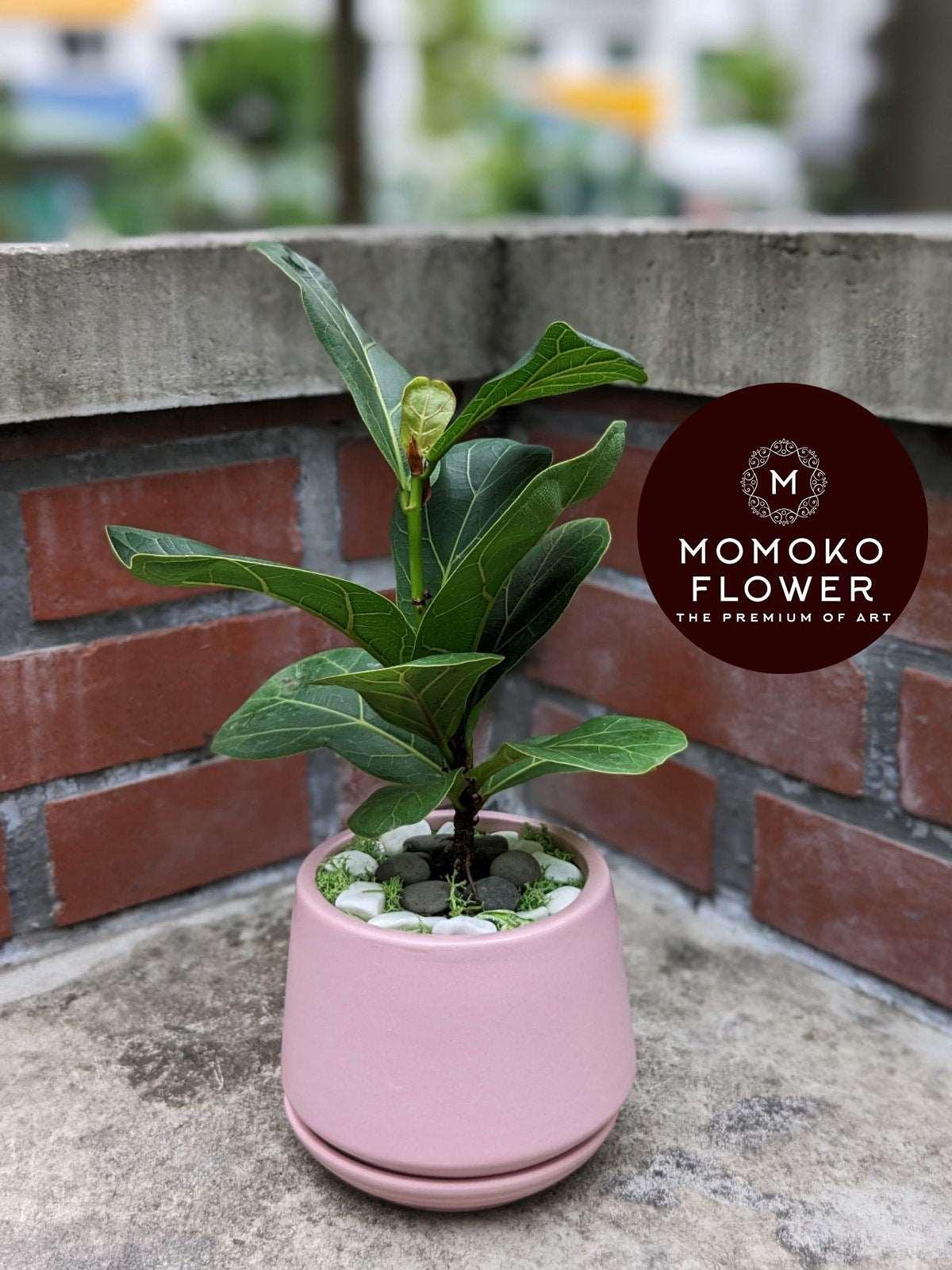 Momoko Foliage Delights Plant Arrangement - Momoko Flower