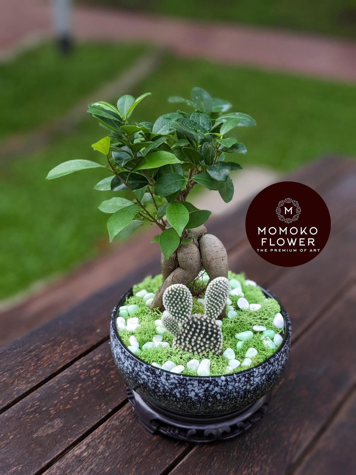 Momoko Morning Rain Bonsai Arrangement - Momoko Flower