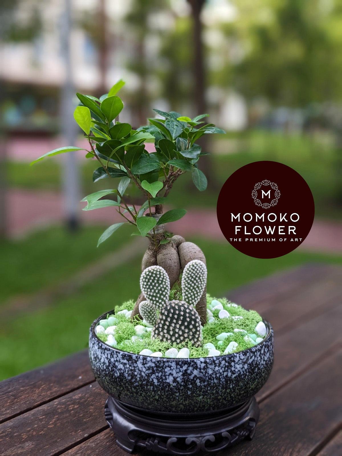 Momoko Morning Rain Bonsai Arrangement - Momoko Flower