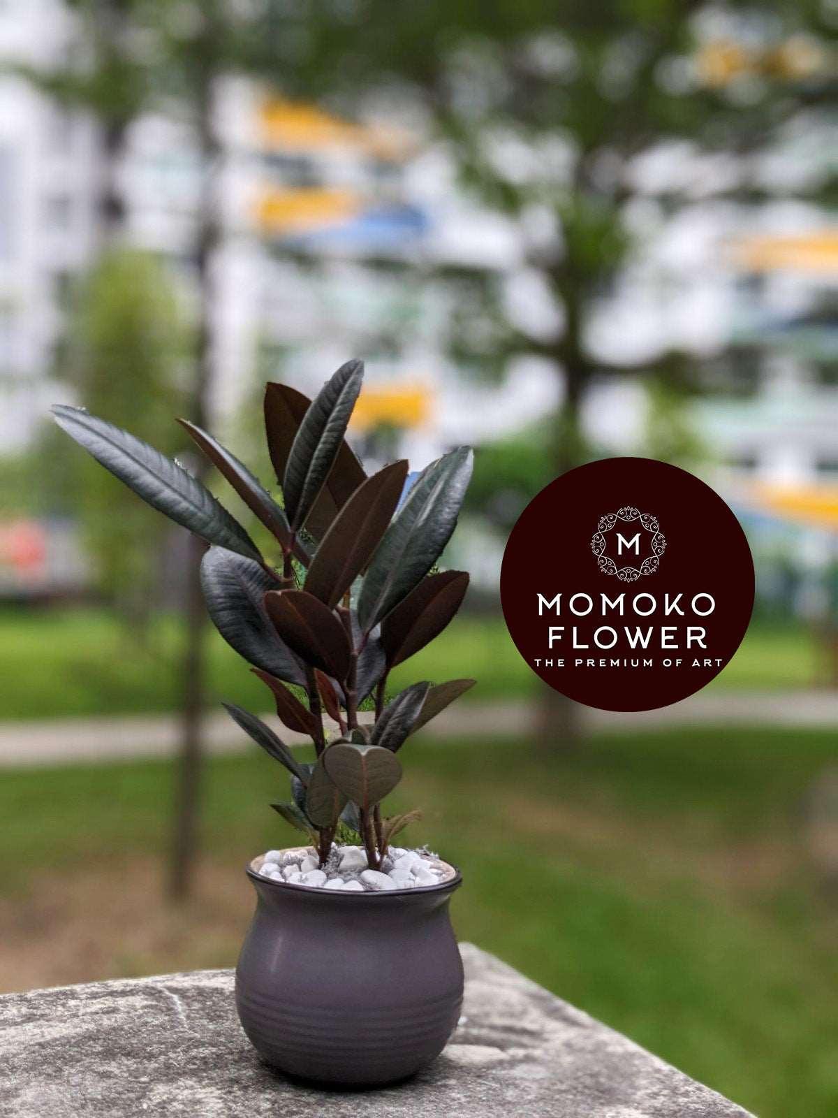 Momoko Nature's Affection Plant Arrangement - Momoko Flower