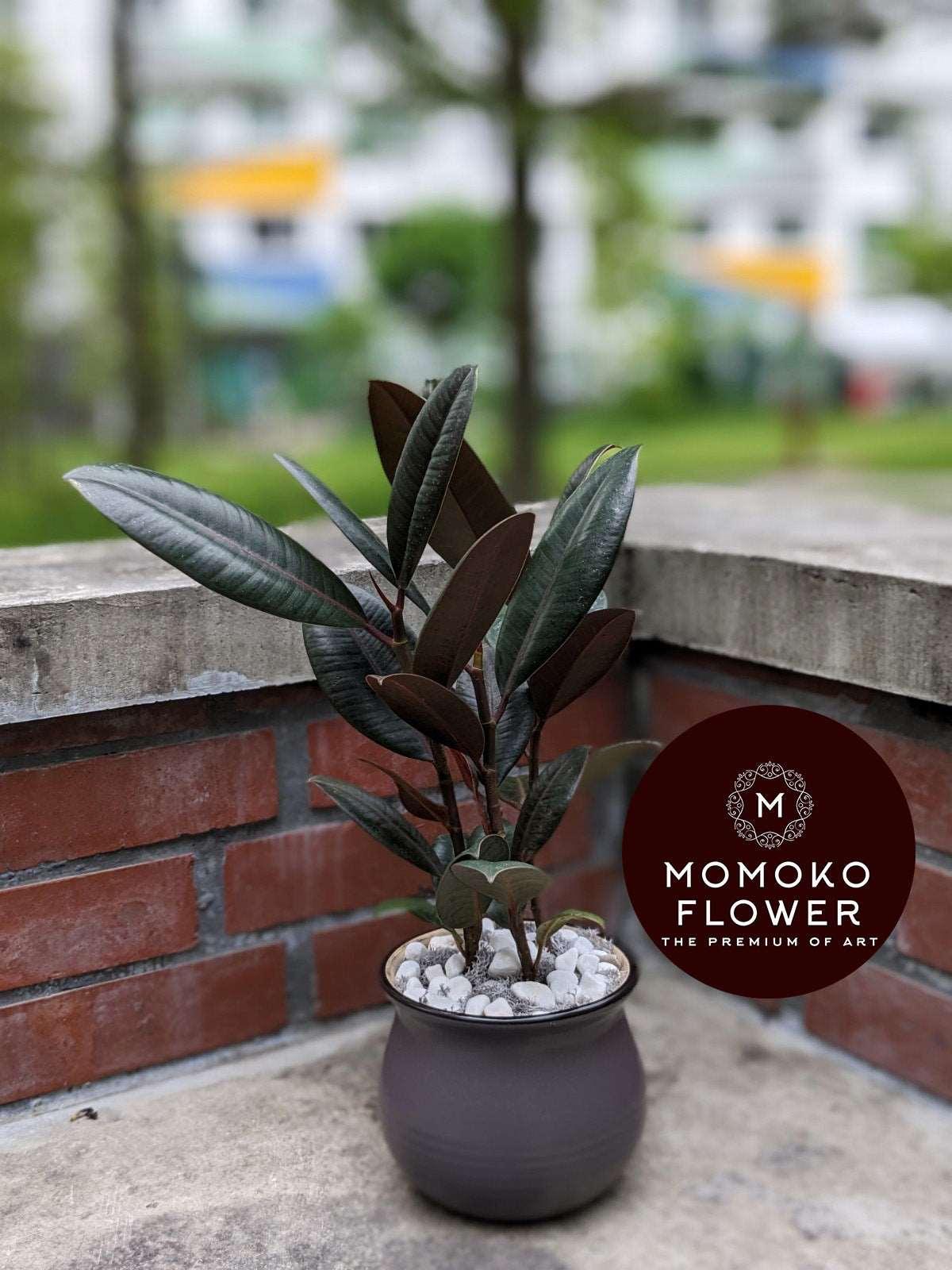 Momoko Nature's Affection Plant Arrangement - Momoko Flower