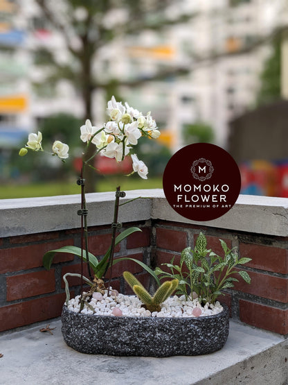 Momoko White Orchid Flower Arrangement - Momoko Flower