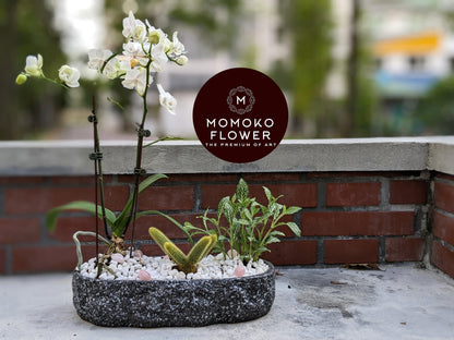 Momoko White Orchid Flower Arrangement - Momoko Flower