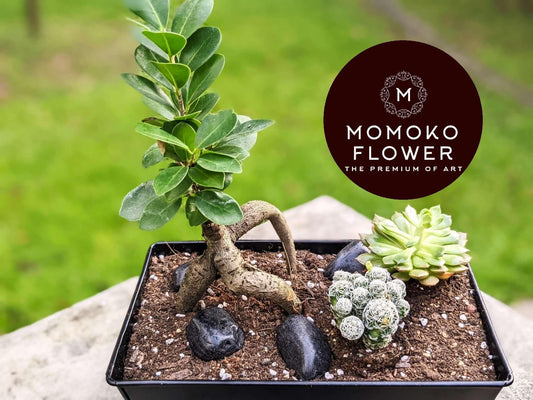 Momoko Signature Bonsai Plant - Momoko Flower