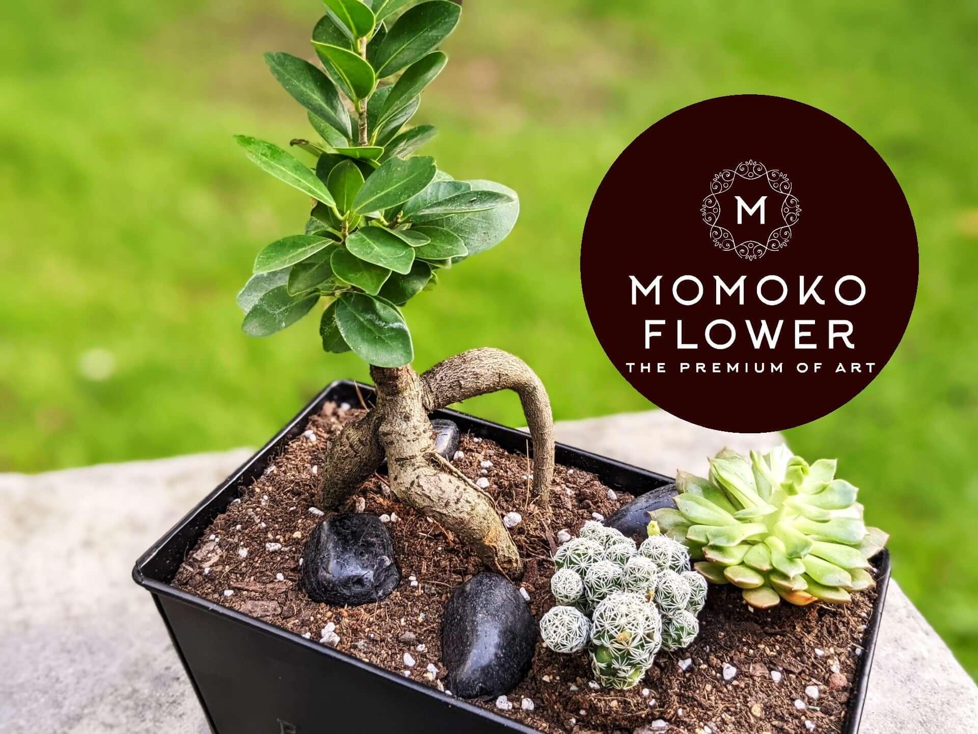 Momoko Signature Bonsai Plant - Momoko Flower