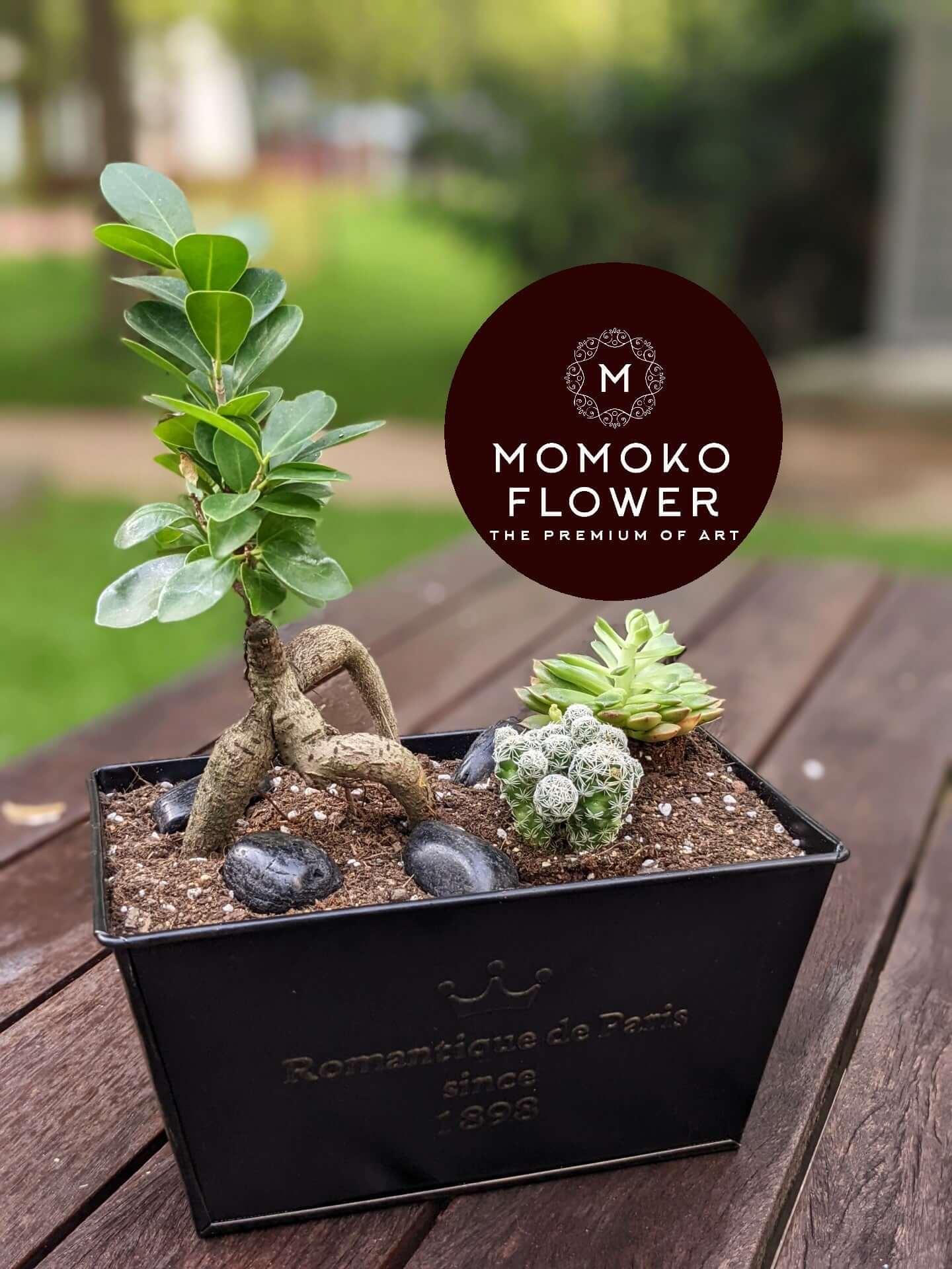 Momoko Signature Bonsai Plant - Momoko Flower