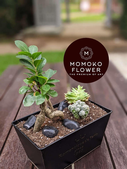 Momoko Signature Bonsai Plant - Momoko Flower